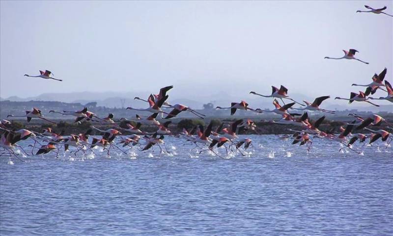 Flamingos flying over Santa Pola salt lake in Costa Blanca, Spain.