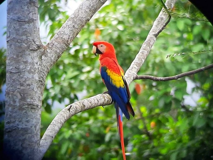 Scarlet Macaw in Drake Bay, Costa Rica.