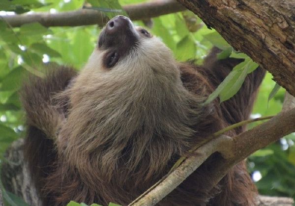 sloth-manuel-antonio-national-park-costa-rica