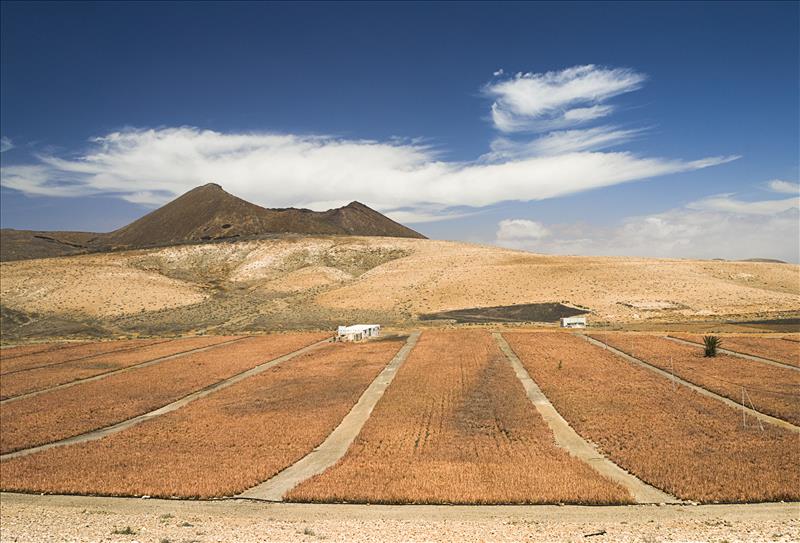 Volcanic landscape on the plains of Tiscamanita, Fuerteventura.