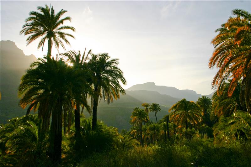 Palm trees with volcano peaks in the distance on the Canary Isle of Gran Canaria.
