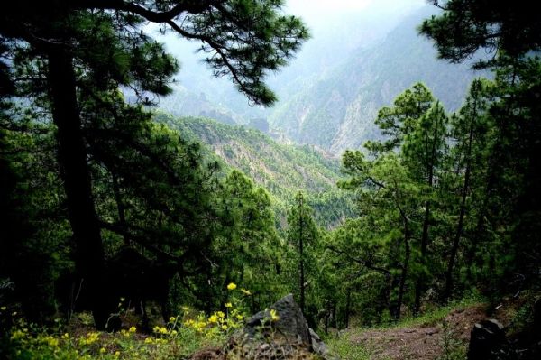 Pine trees in Caldera de Taburiente crater, La Palma Island.