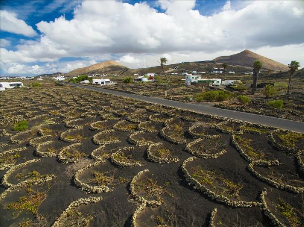 Bodegas Martinón vine plantation on Lanzarote, Canary Isles.