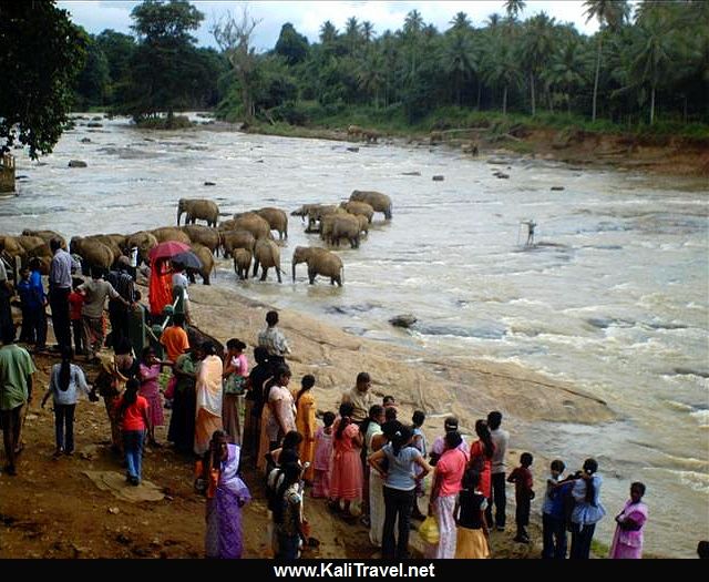 People watching elephants from Pinnawala bathing in the river, Sri Lanka.