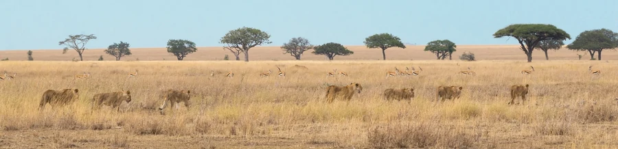 Lions in savannah with antelope and trees in the distance on Tanzanian safari.