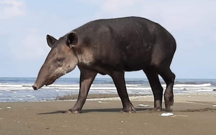 Tapir on the beach in the Osa Peninsula, Costa Rica.