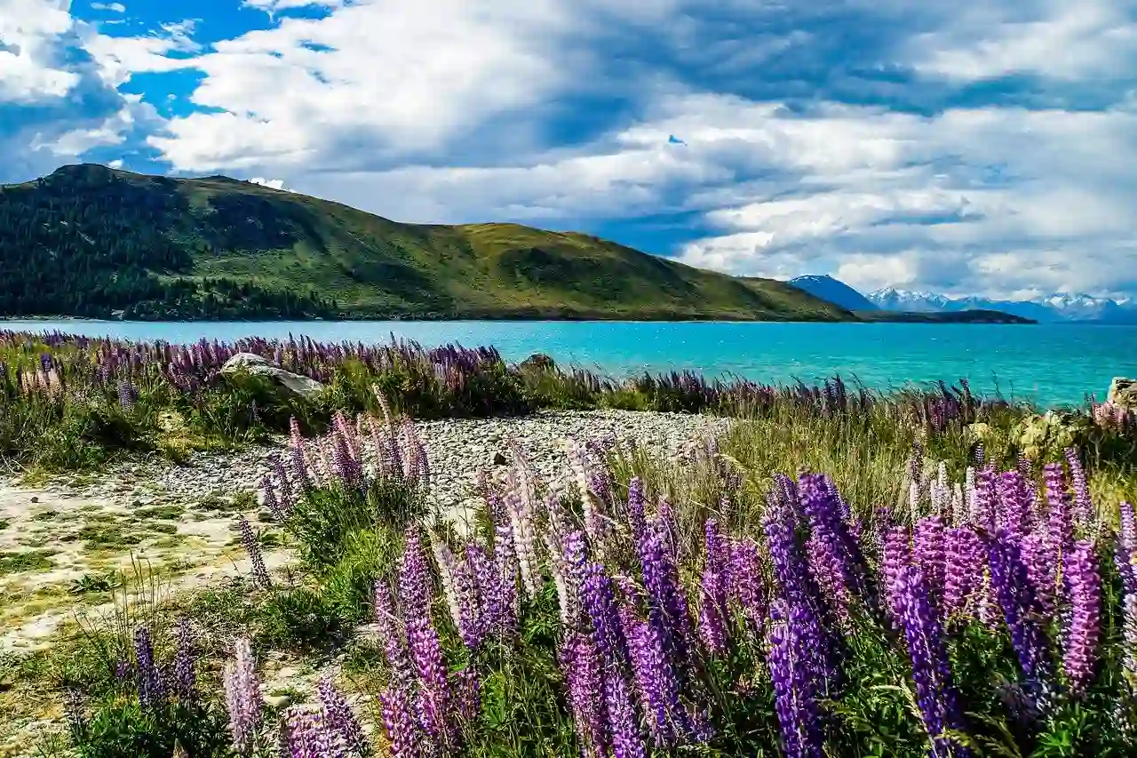 Purple flowers by Lake Tepako in West Coast New Zealand.