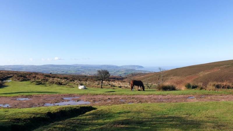 Horses grazing on the Quantock Hills in Somerset.
