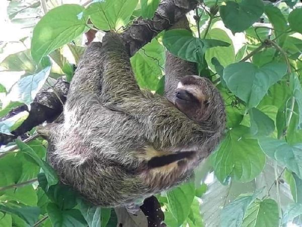 Three-toed Sloth in Drake Bay, Costa Rica.