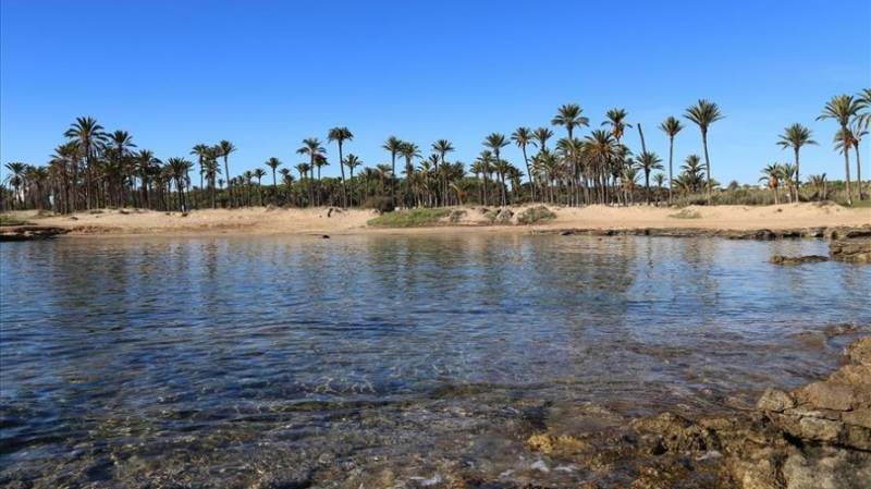 Clear seawater, sandy beach and palm trees of Cala Ferris in Torrevieja, Costa Blanca.