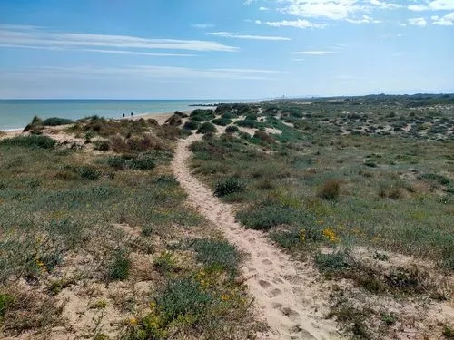Sendero de arena sobre las dunas de la Dehesa de Valencia.