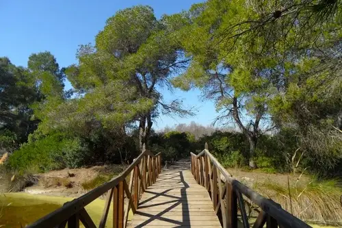 Puente de madera y camino entre pinos en el Parque Natural de la Albufera.