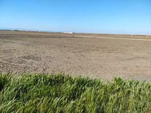 Campos de arroz de la Albufera en tiempo de fangueo (covered with mud).