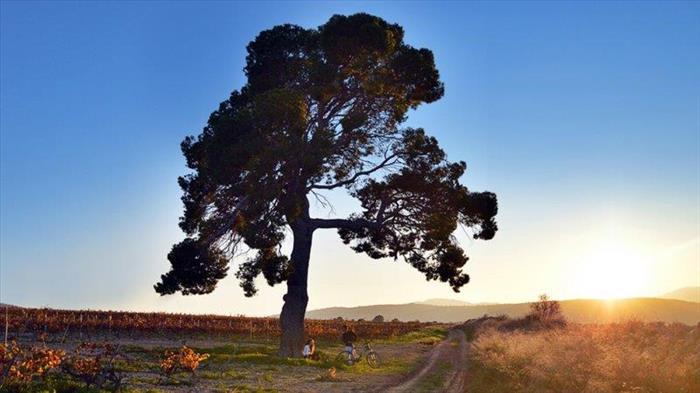 Huge pine tree and path through the vineyards of Jumilla.