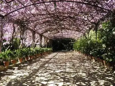 Wisteria arch at Málaga Botanical Gardens.