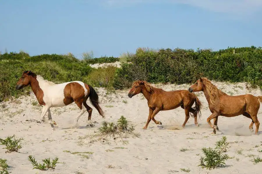 Wild ponies trotting along the sands of Assateague Island in Maryland.