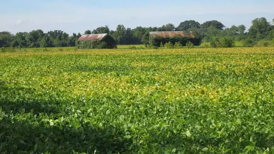 Yellow corn maize fields of rural St. Mary's County.