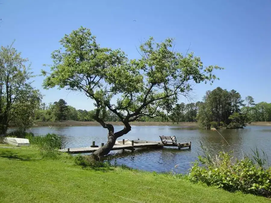 Trees by the lake in St. Mary's County, USA.