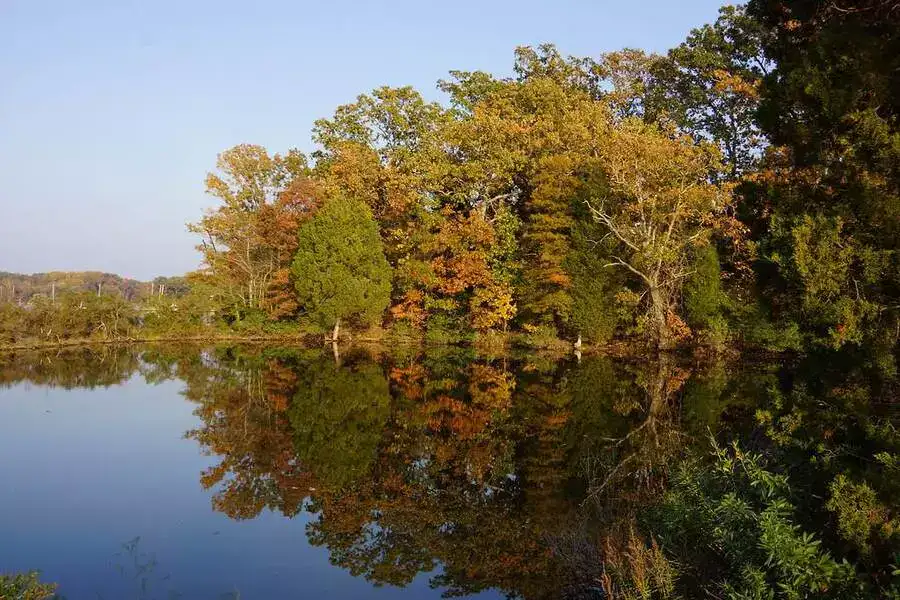 Autumn trees in  St. Mary’s River State Park, USA.