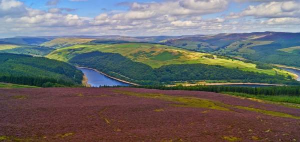 The heather-covered moors of Peak District National Park.