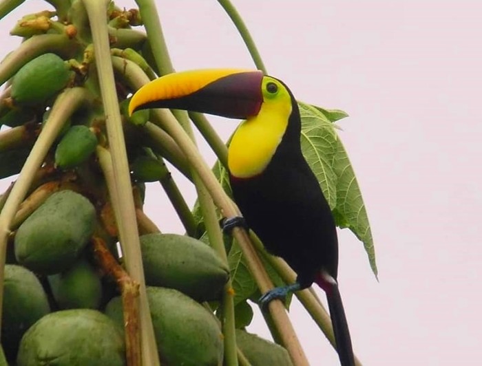 Yellow-throated Toucan in Drake Bay, Costa Rica.